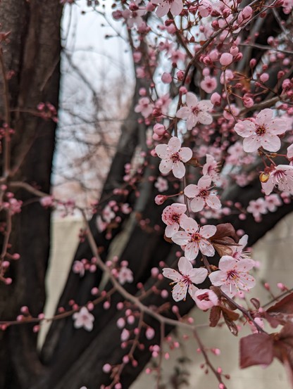 A photograph of small pink flowers on a tree.