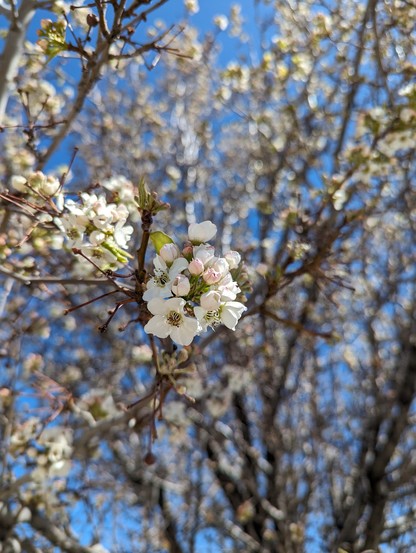 A photograph of white flowers on a tree. The flowers in the foreground are in focus while the branches in the background are out of focus.