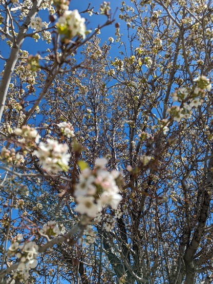A photograph of white flowers on a tree. The flowers in the foreground are out of focus while the branches in the background are in focus.