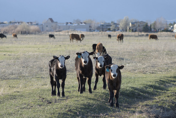 A photograph of several calves staring at the camera. There are older cows grazing in the background.