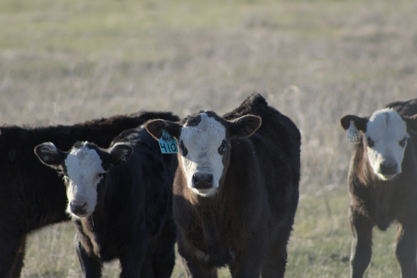 A photograph of some calves staring at the camera. It is a zoomed in view of the previous photo.