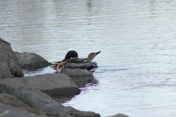 A photograph of two ducks eating in a stream. The drake is preening while the hen is lifting her face to swallow her food. The pair sort of make a "V" shape.