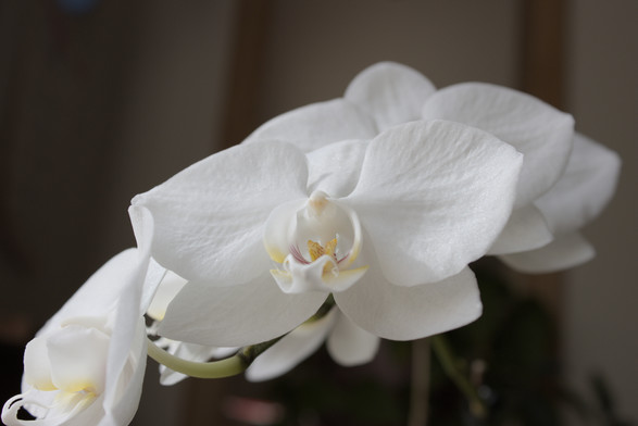 A closeup photo of a white orchid. The petals are shiny.