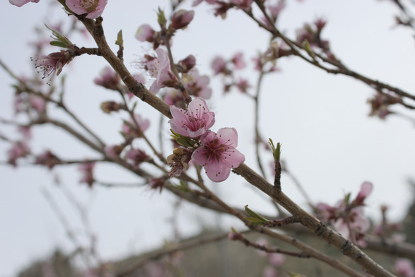 A closeup photo of pink flowers on a tree branch. There are more flowers and tree branches in the background.
