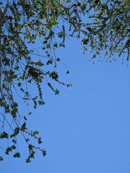 A photograph of the sky with a daytime moon surrounded by tree branches.